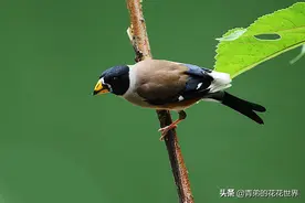 最野蛮的暗黑三招，强行让野鸟适应笼养环境图片