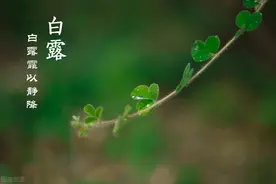 今日白露：养生牢记“3处不露，2物少吃”，秋冬少生病图片