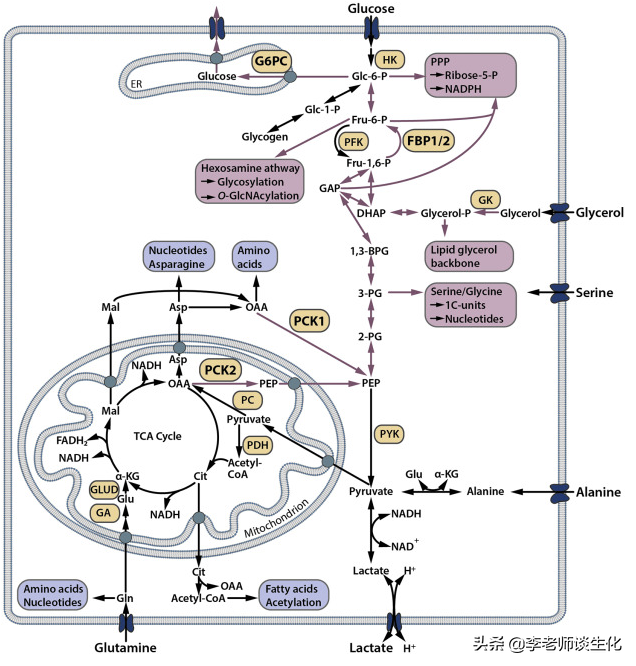 糖异生的过程与调控