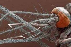 公蚊子也会吸血，不过代价很大！能否利用这一特征彻底消灭蚊子？图片