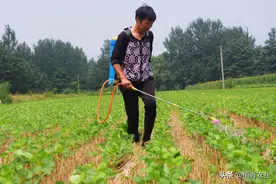 巧用阿维菌素：农民掌握几个混配方法，低成本解决田间多种害虫图片