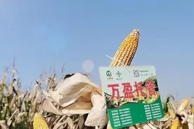 2021年辽宁耕地地力保护补贴发放时间 每亩补贴标准图片