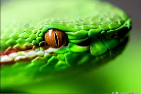 十大剧毒蛇之一“福建竹叶青”，与无毒蛇“翠竹青”有什么区别？图片