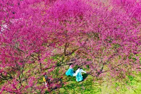 岳阳县10万株樱花怒放，“花经济”带活乡村游图片