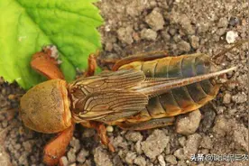 俗称“土狗子”，过去没人吃，抓来喂鸭，如今端上桌成稀罕美食图片