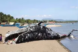 鲸鱼肚子里发现40公斤塑料垃圾，人类终要为自己的恶果买单图片