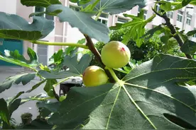 养无花果树，在果期后记得做“3件事”，不然结果会一年比一年少图片