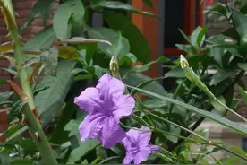 华为P50pro与P20pro摄影画质对比图片