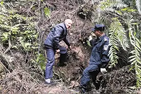 盗桫椤 终被捉图片