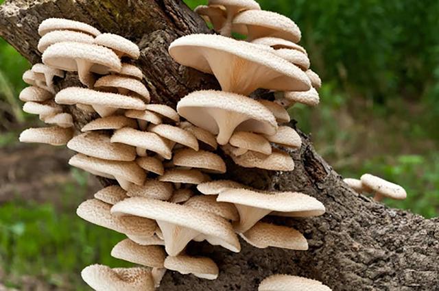 家里再穷，也要给孩子常吃它，能补充氨基酸，个子猛长不发胖！