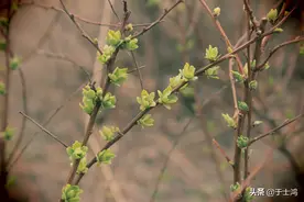 年老再读《朝花夕拾》图片