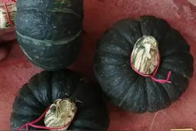 你认识南瓜吗？图片