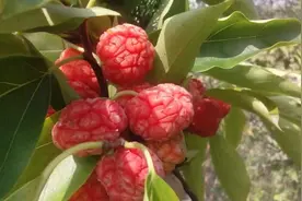 大山里的“假荔枝”，根部才是宝贝，用来煲汤是一绝，常被人嫌弃图片