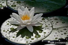 ​睡莲的形态特征介绍图片