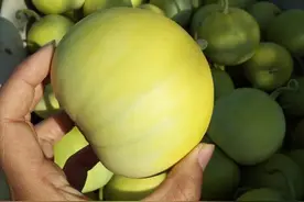 甜瓜即将大量上市，甜不甜就看这4点，一挑一个准，非常实用图片