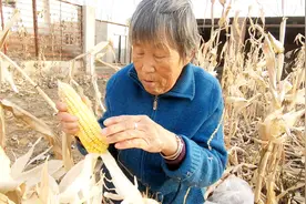 东北农村扒苞米，奶奶和大孙子一起干活，发生啥趣事？视频封面