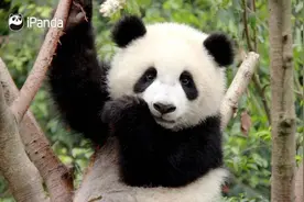 为什么中国人放假，都爱用这个动作拍照啊！图片