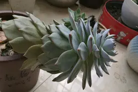 多肉植物“穿裙子”怎么办？学会一招变漂亮，后期状态美图片