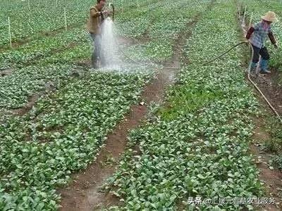 五花八门的冲施肥，你挑对了没有？3步让你不花冤枉钱