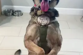 警犬退役后情绪很低落，铲屎官灵机一动，陪它演了一出戏图片