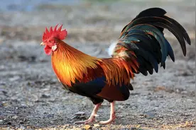 得了鸡眼怎么办图片