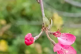 静、净、敬、镜、境图片
