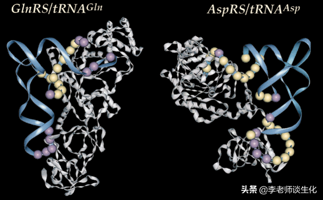 转运RNA与氨酰tRNA合成酶