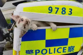 男子开本田上明珠路，车底突然传来阵阵猫叫！交警得知后这样处理！图片