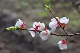 古诗词学习笔记（五）图片