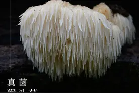 【云南生物多样性数字化百科图谱】真菌·猴头菇：登过广告，进过超市，你一定没想到我长这样图片
