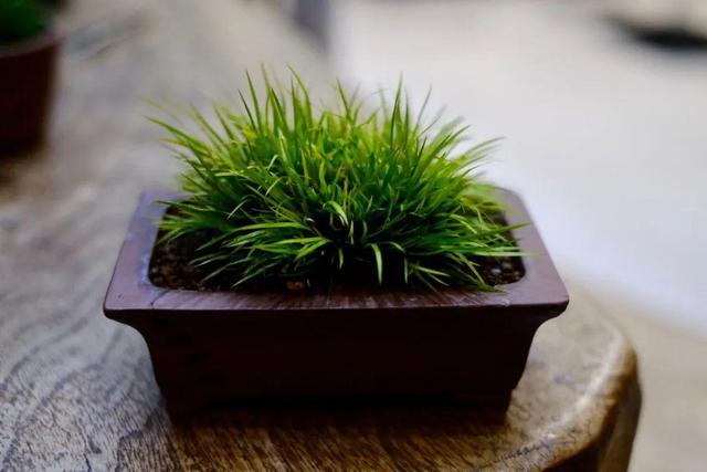 光泽苔藓种植花卉推荐-措必培