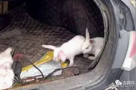 荒地变成“赛狗场”，还拿活兔子做诱饵图片