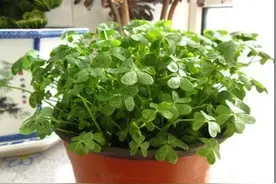 夏天花草招虫怎么办？往盆里撒点这个，轻松解决图片