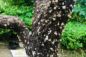 大雨过后树上满满的蜗牛图片