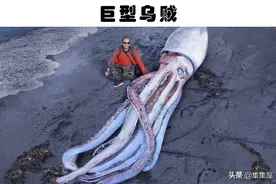海滩上的发现：在世界各地的海滩上，被发现的7个巨大的奇怪事物图片