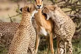 九个震撼人心的真实故事：动物母爱不输人类，看得人落泪图片