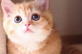 母猫交配后为什么会满地打滚，转过头攻击公猫？图片