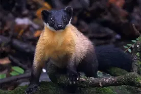 贡嘎山上黄喉貂，不仅敢吃蛇，连大50倍的大熊猫都敢咬一口图片