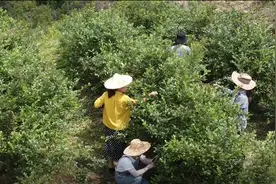 乡村到处弥漫蔬果香！快去采摘，地点戳这里→图片