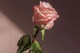 往往，你越“真实”，男人越爱你图片