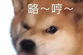 柴犬治愈表情包图片