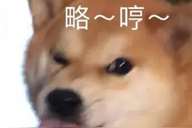 柴犬治愈表情包图片