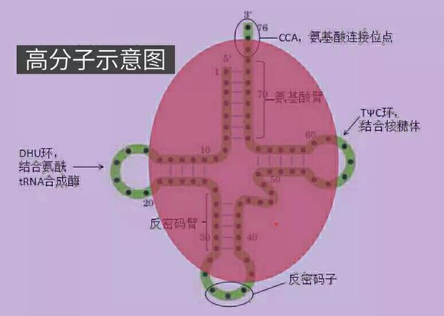 《宇宙的秘密全部揭开（二十四）分子生物学》