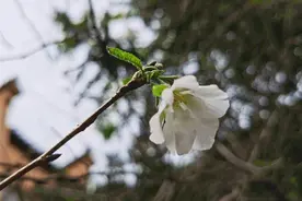 春樱与秋桂同时绽放：南京鸡鸣寺的樱花开了图片