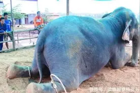 母象怀孕两年首次产子，痛的嚎叫连连，下一秒工作人员吓坏图片