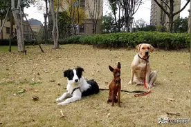 教狗狗定点大小便有感而发图片