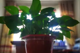 凌晨四点醒来，发现海棠花未眠图片