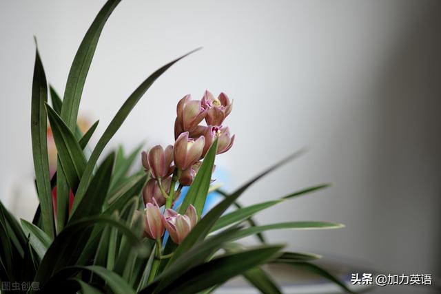 中考英语美文阅读100篇：网上购物和线下代购