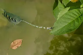 射水鱼在4%秒内完成狩猎，喷射的水柱在加速，违背了物理常识？图片
