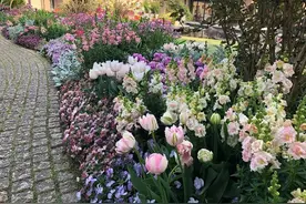 私家庭院美不美，得看地被植物配置技巧，值得收藏图片